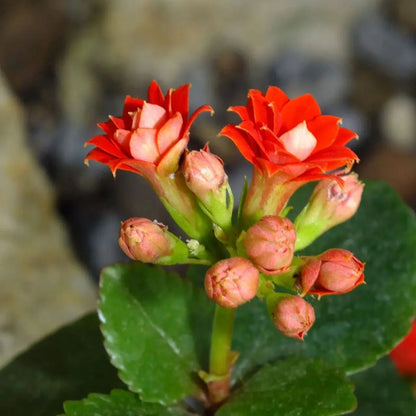 Kalanchoe Blossfeldiana flower seeds