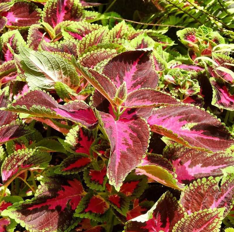 Coleus flower seeds