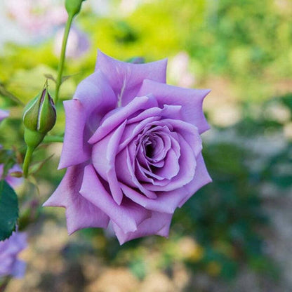 Violet Rose flower seeds