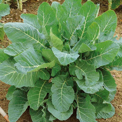 green collard seeds