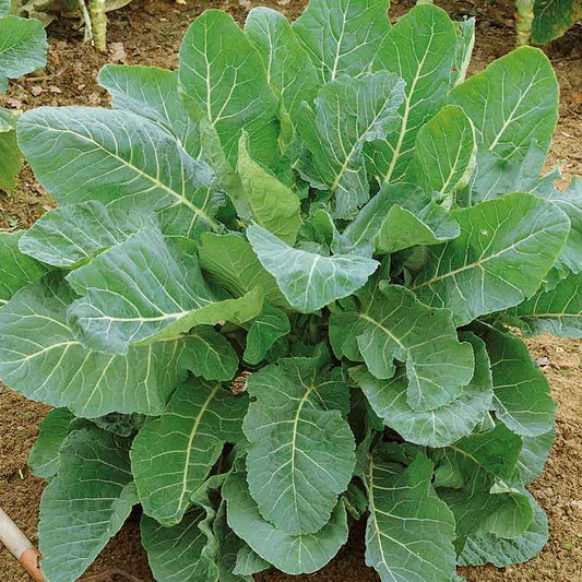 green collard seeds
