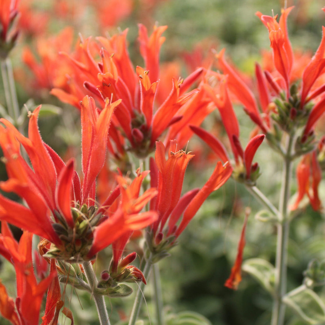 Hummingbird flower seeds