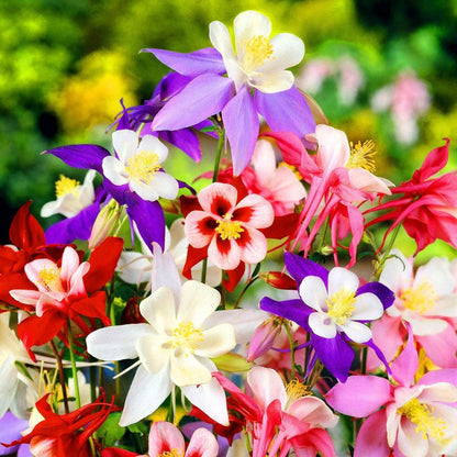 Aquilegia flower seeds