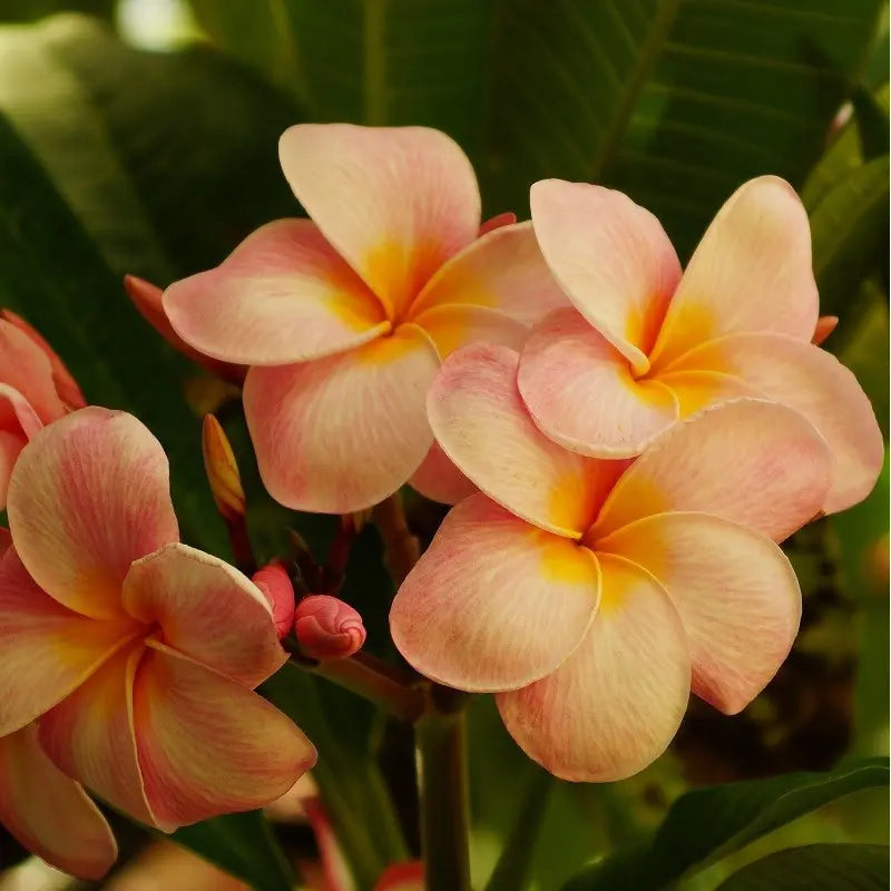 Orange Frangipani flower seeds