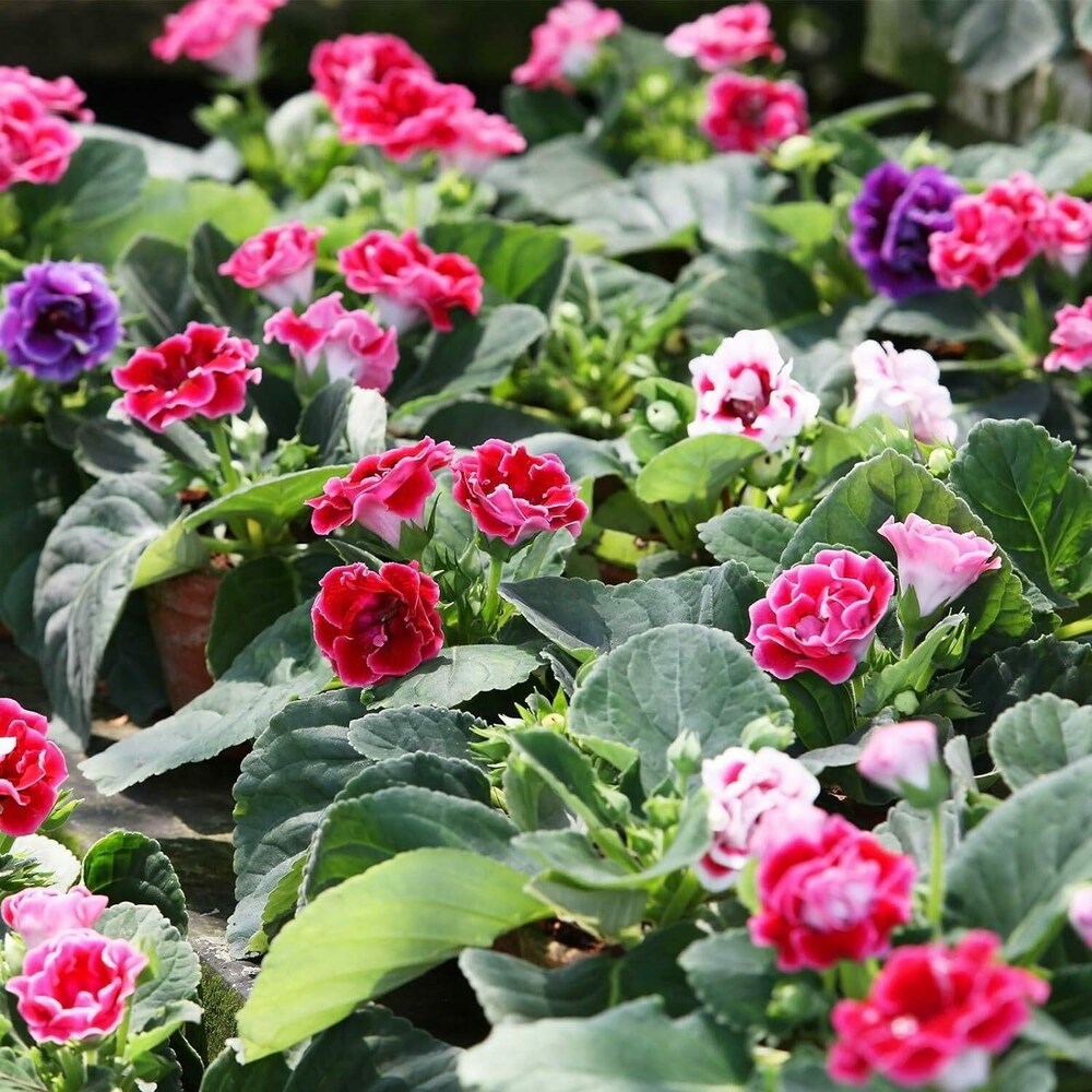 Gloxinia flower seeds