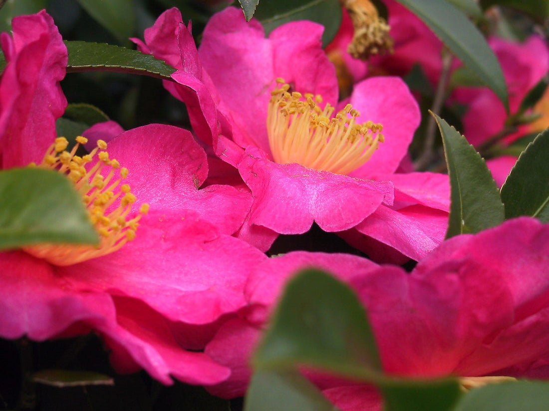Pink Yellow flower seeds