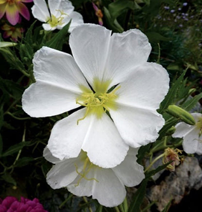 White Oenothera flower seeds