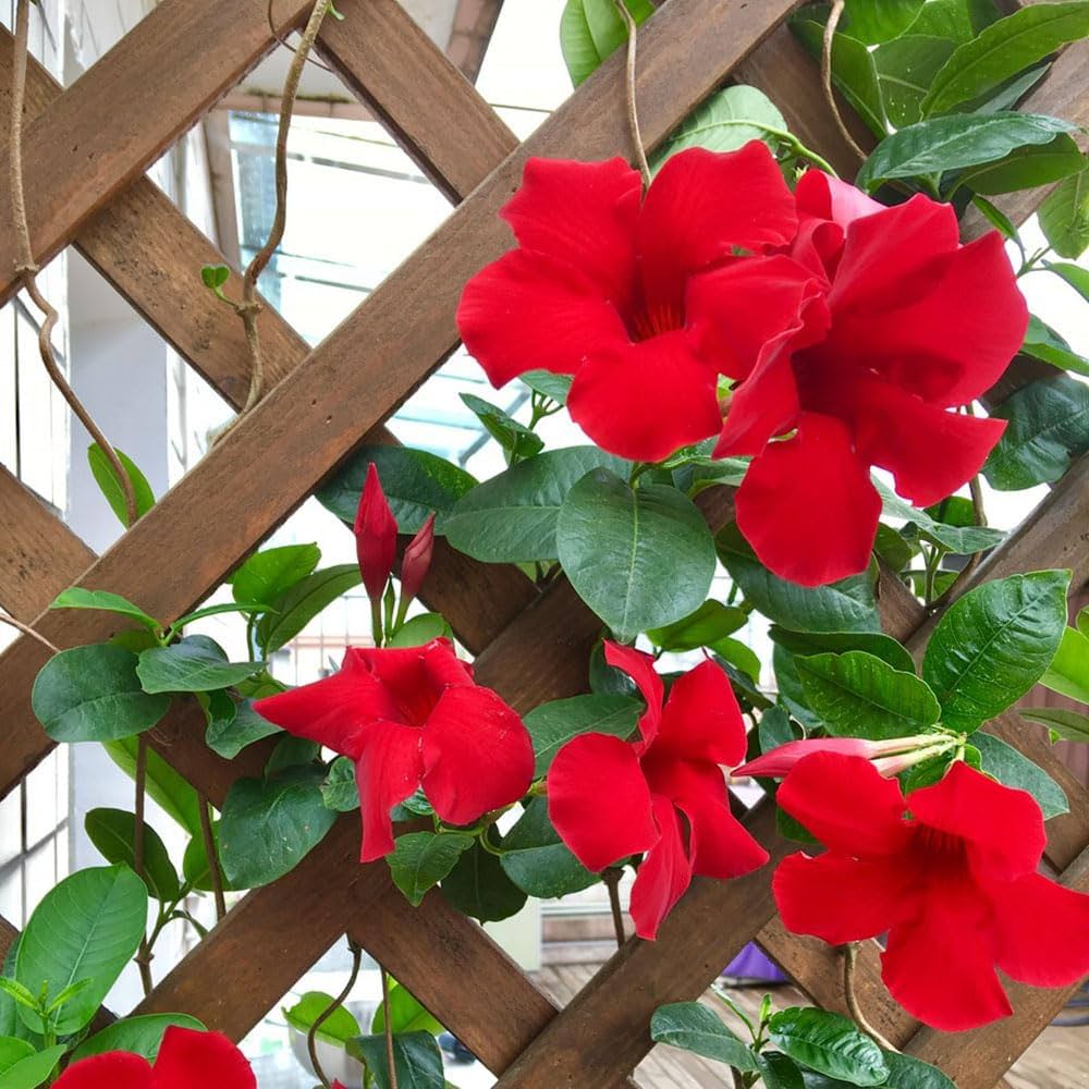 Dipladenia flower seeds