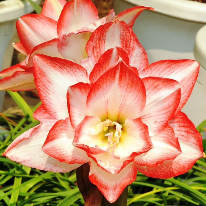 Red And flower seeds