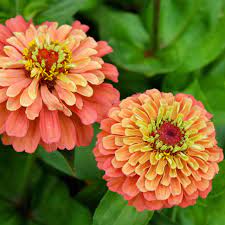 Lime Orange flower seeds