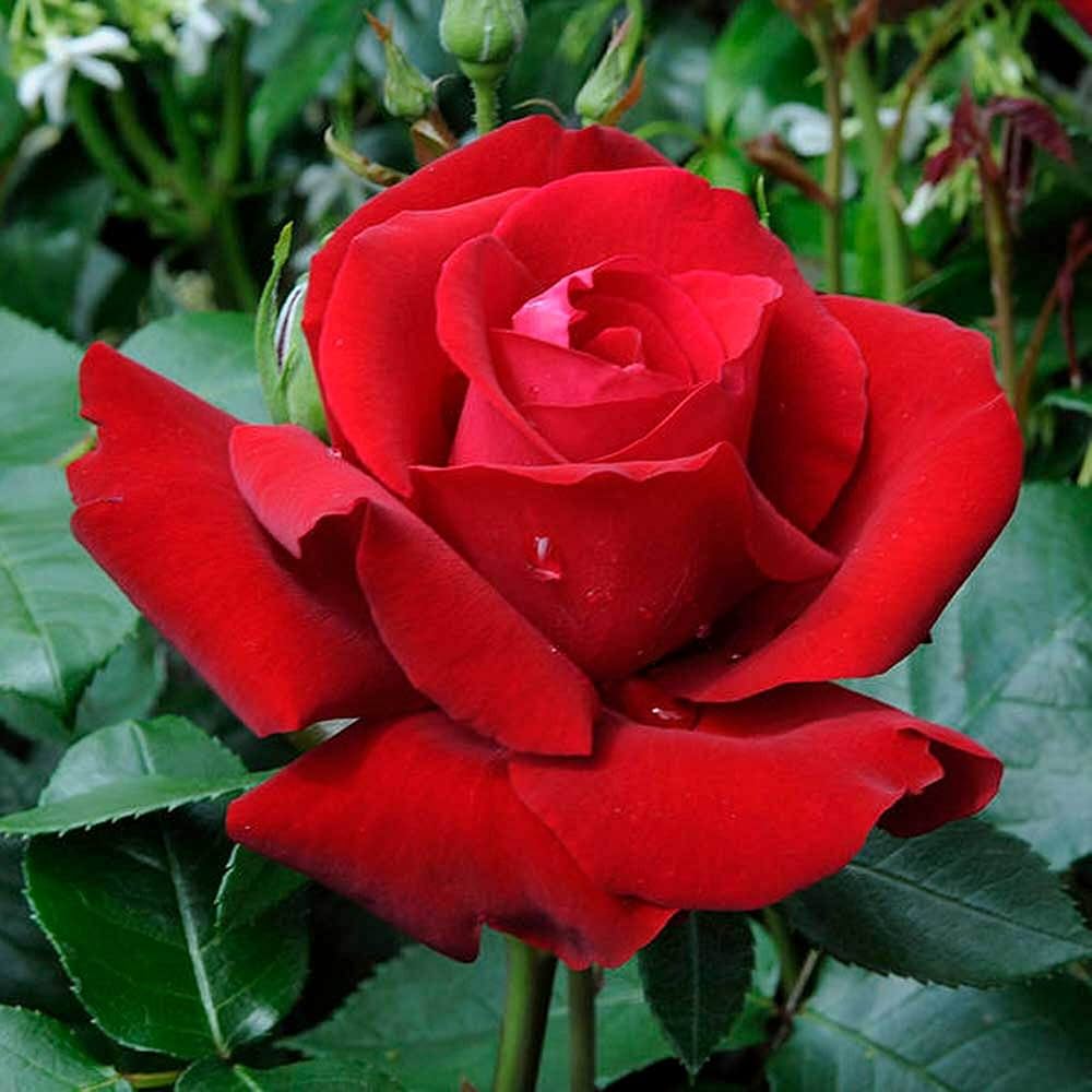 Rose flower seeds