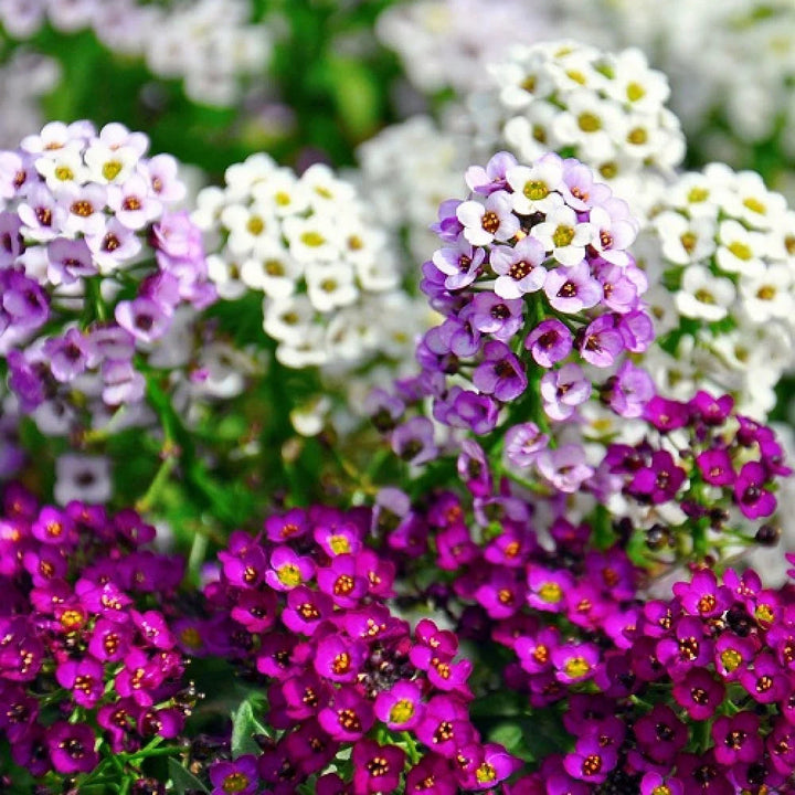 Perennial Alyssum flower seeds