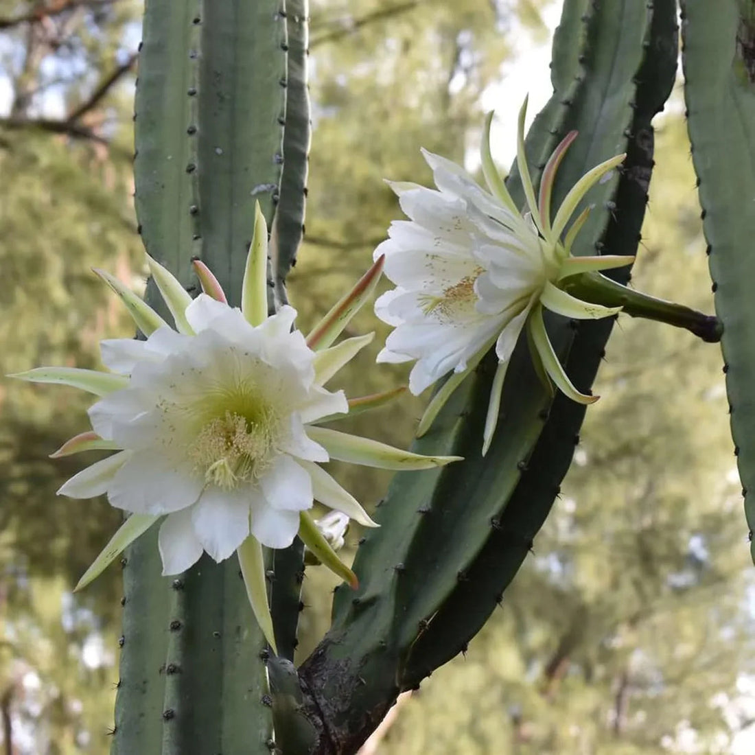 White Epiphyllum flower seeds