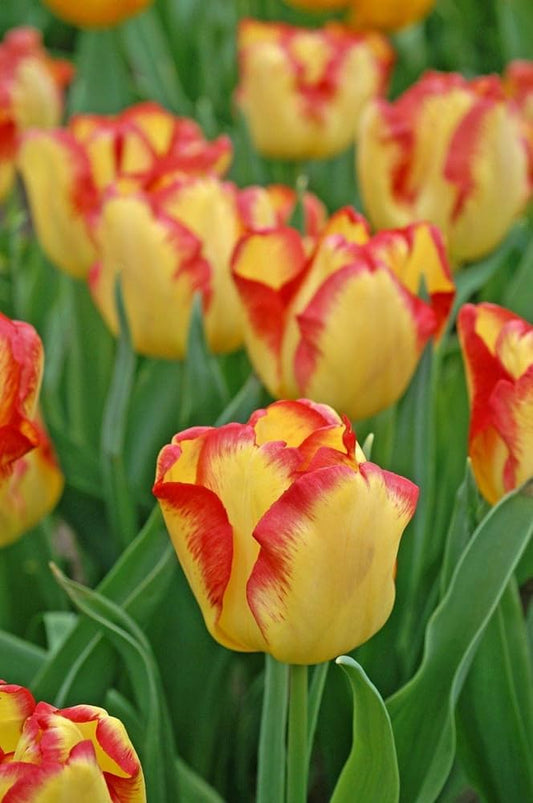Tulpebirnen flower seeds