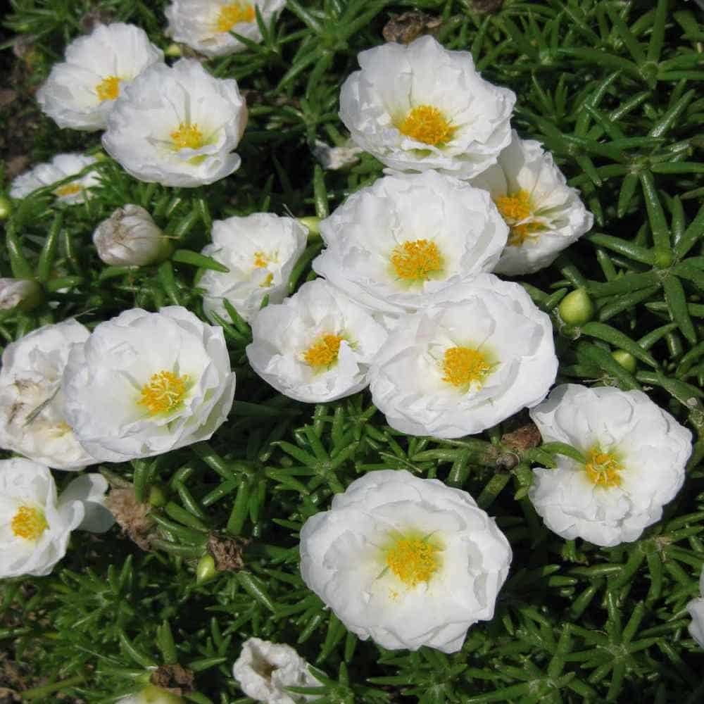 White Moss flower seeds