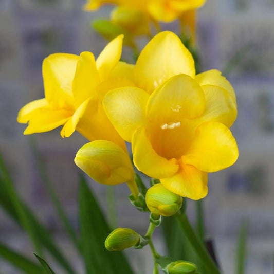 Yellow Freesia flower seeds