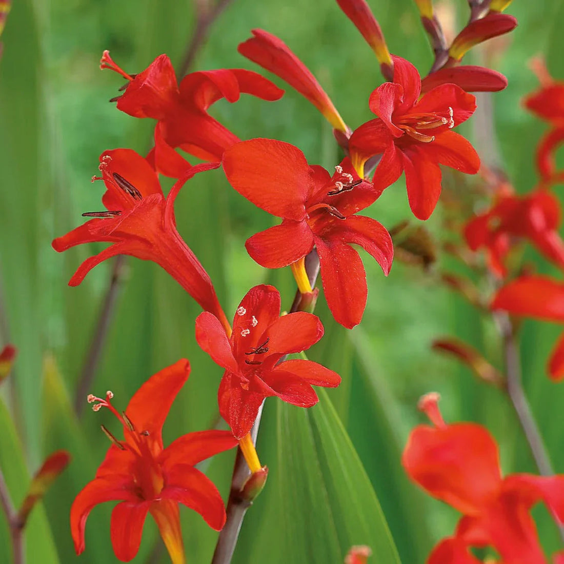 Red Crocosmia flower seeds