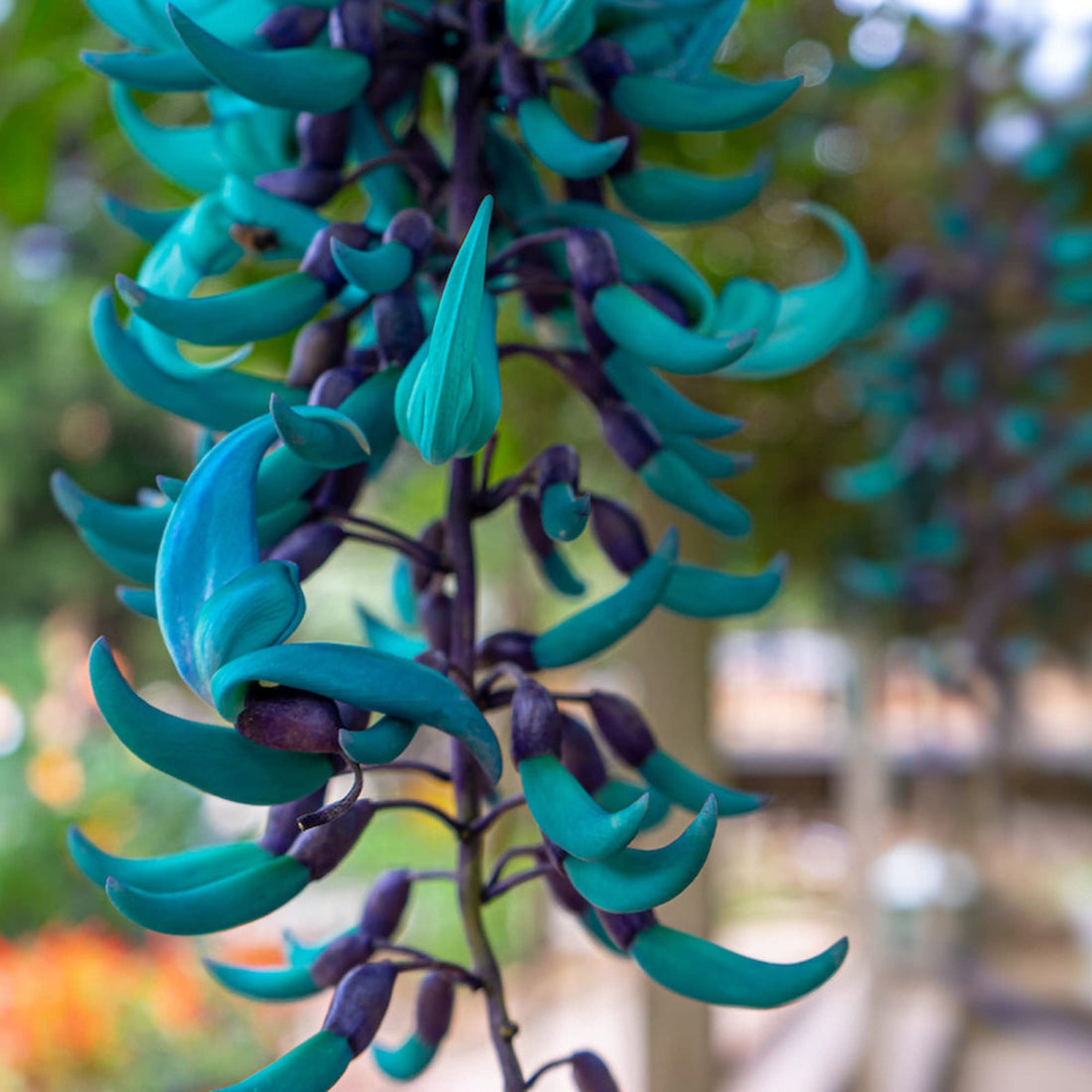 Sky Blue flower seeds