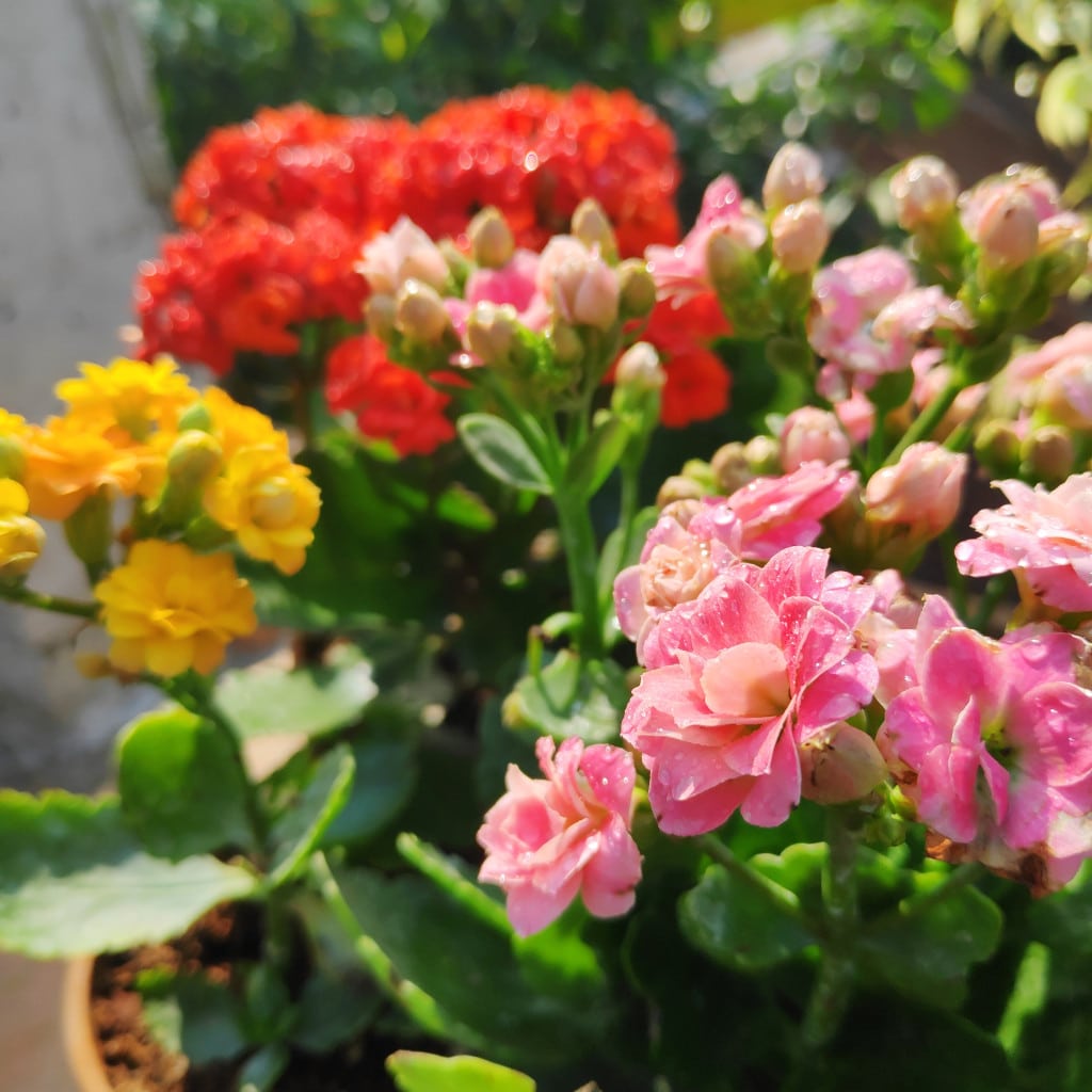 Kalanchoe flower seeds