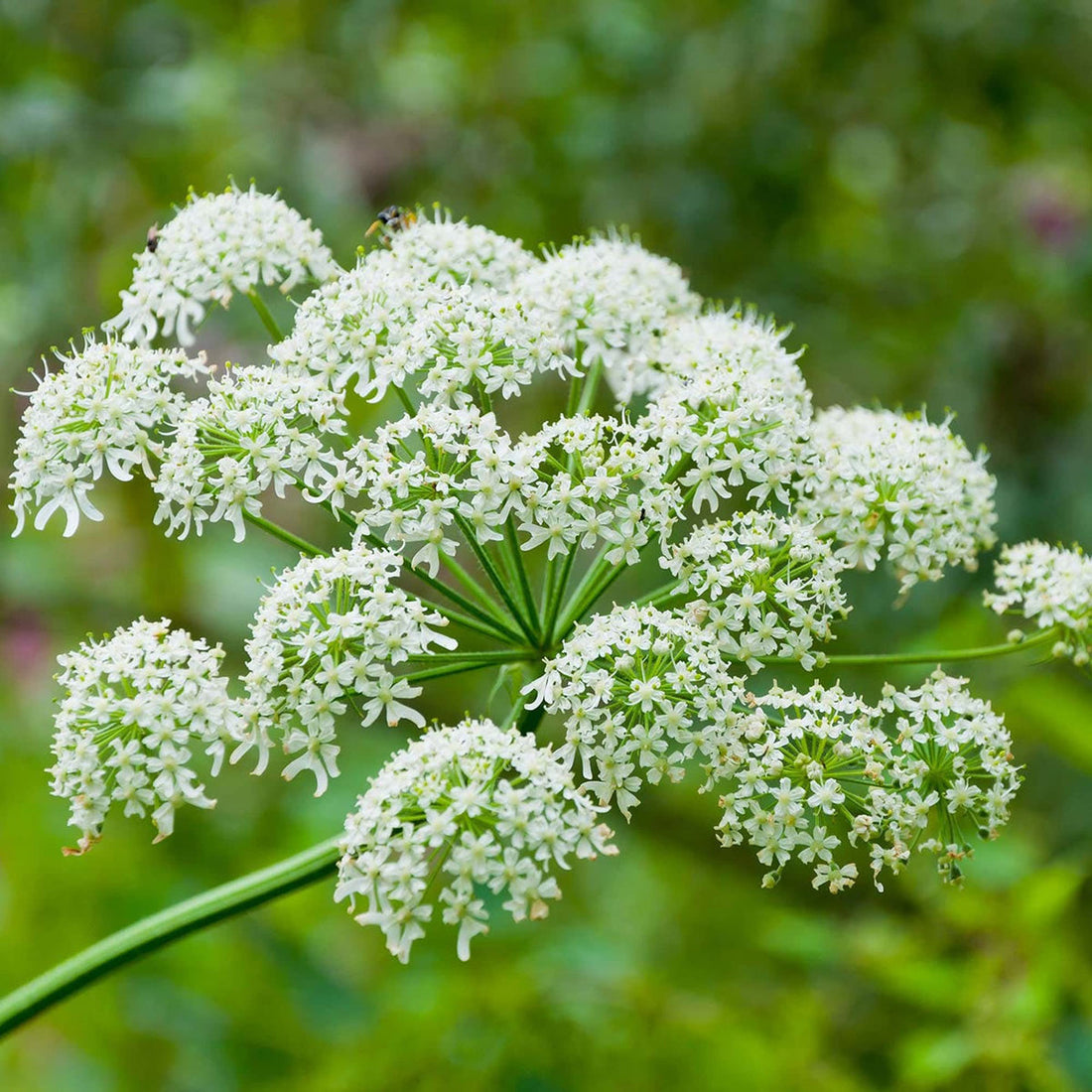 White Anne'S flower seeds