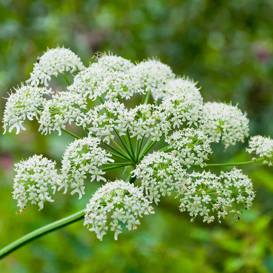 White Anne'S flower seeds