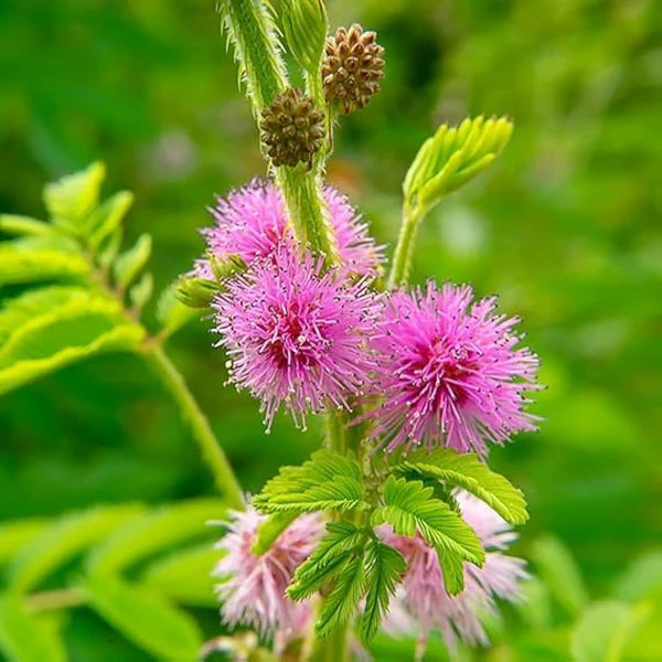 Mimosa Pudica flower seeds