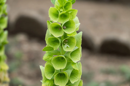 Bells of Ireland plant
