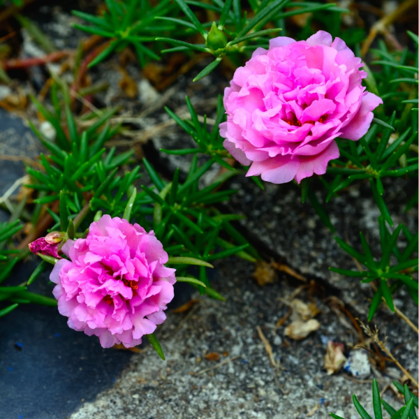 Annual Moss Rose plant