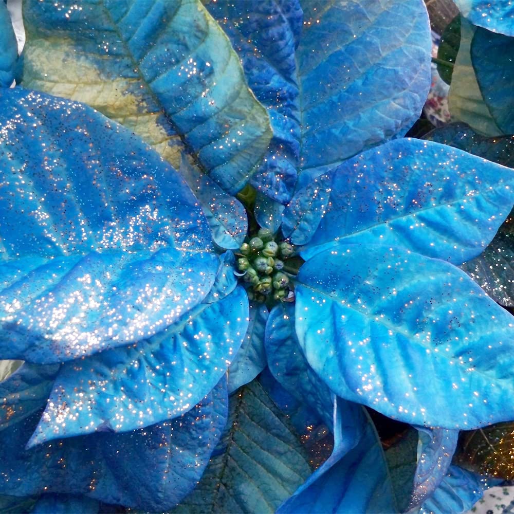Blue Poinsettia plant