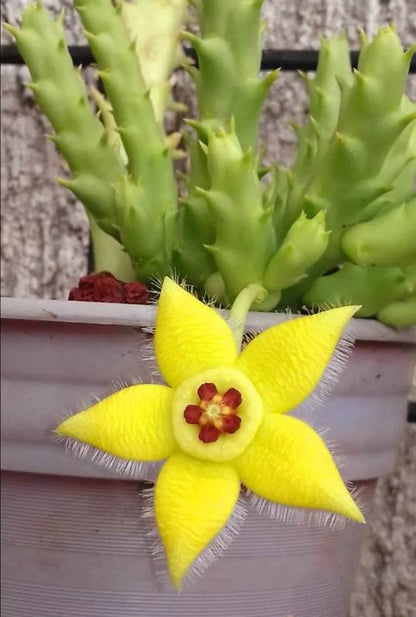 Stapelia flower seeds