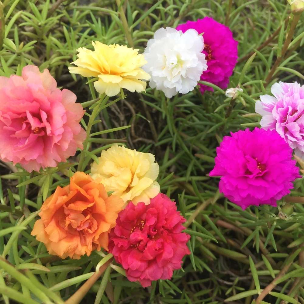 Grandiflora flower seeds