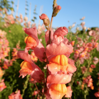 Antirrhinum Majus Snapdragon plant