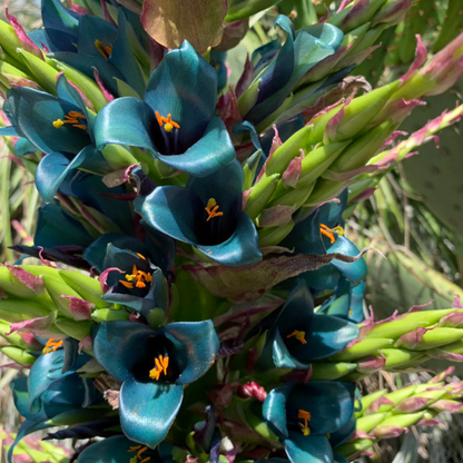 Sapphire Tower plant