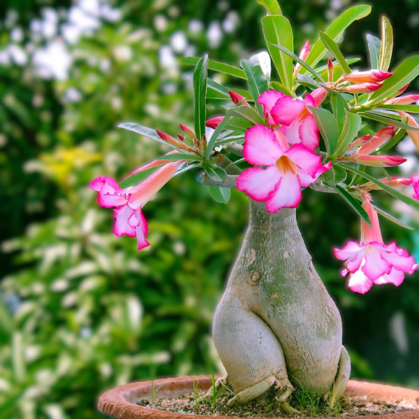 Obesum Desert Rose plant