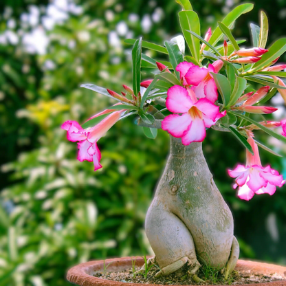 Obesum Desert Rose plant