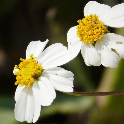 Needles Bidens Alba plant