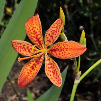 Chinensis Belamcanda plant