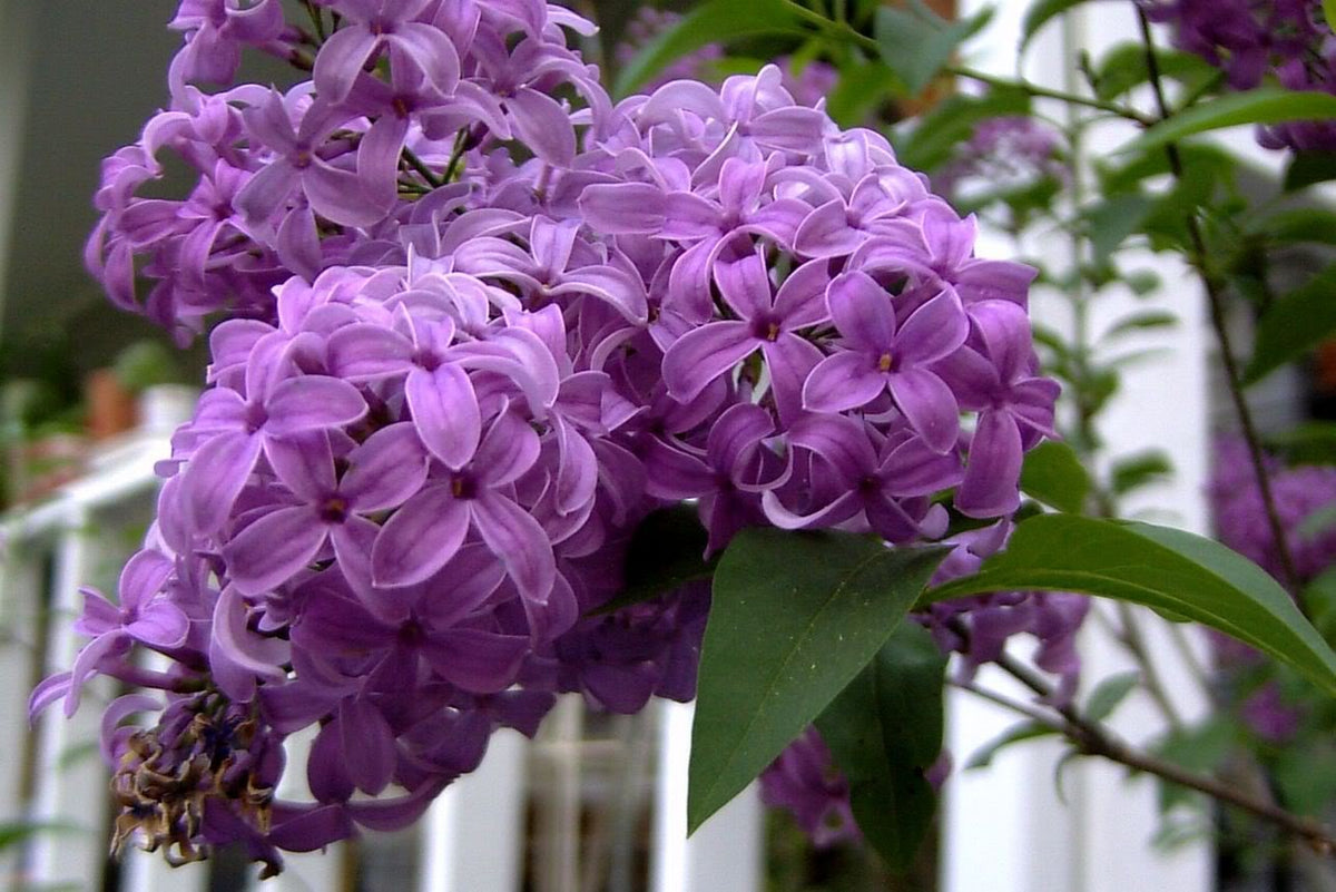 Purple Lilac plant