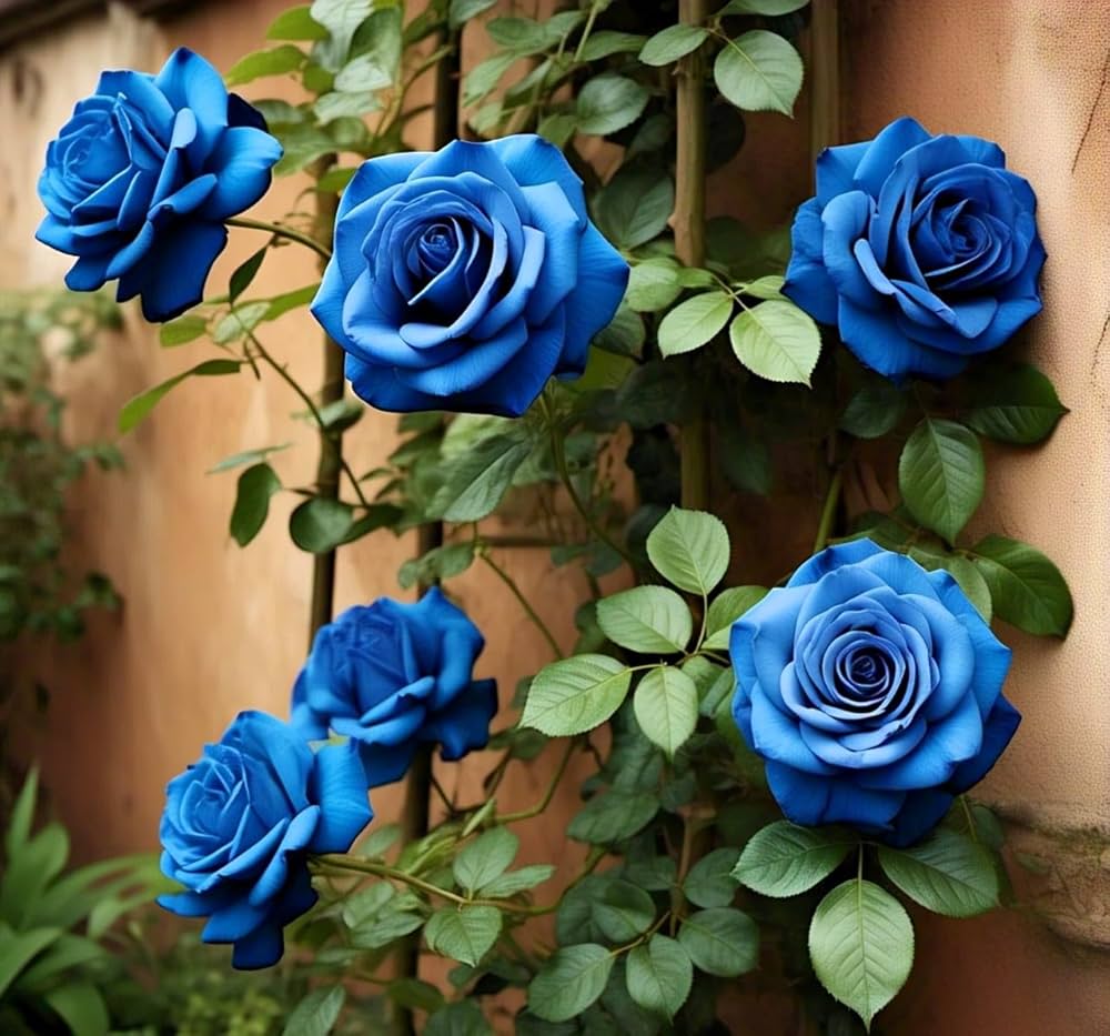 Blue Climbing Rose plant