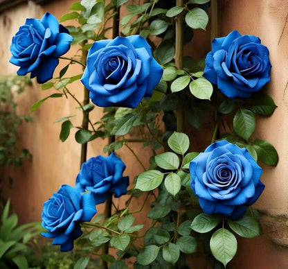 Blue Climbing Rose plant