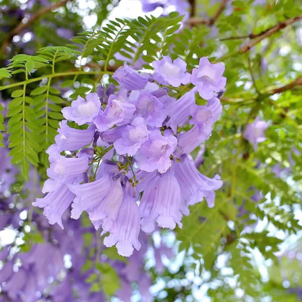 Mimosifolia Jacaranda plant