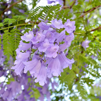 Mimosifolia Jacaranda plant