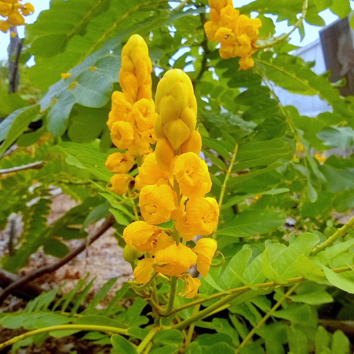 Alata Senna plant