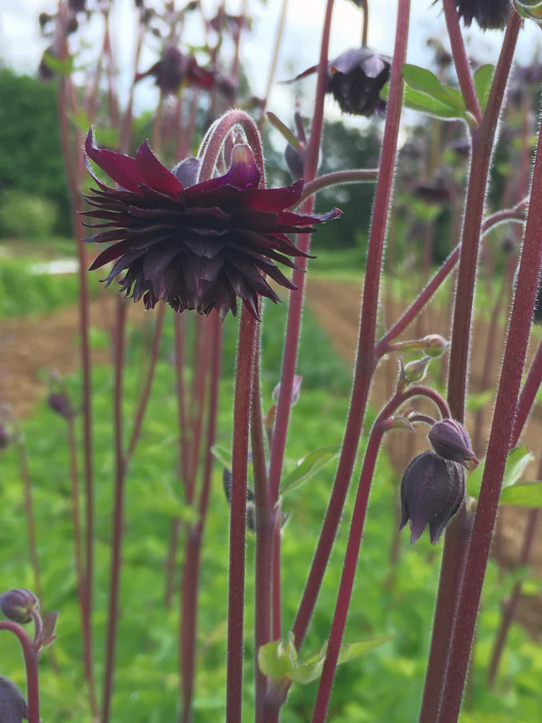 Black Barlow Columbine plant