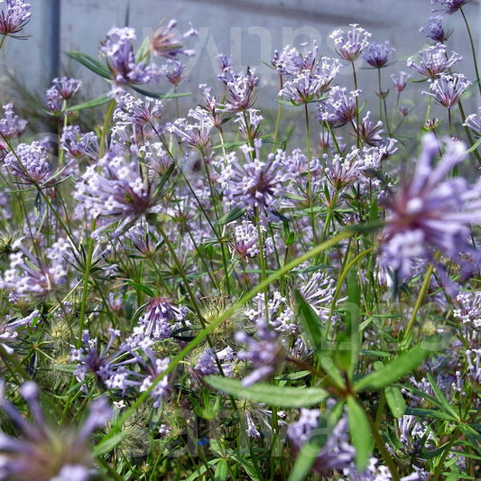 Asperula flower seeds