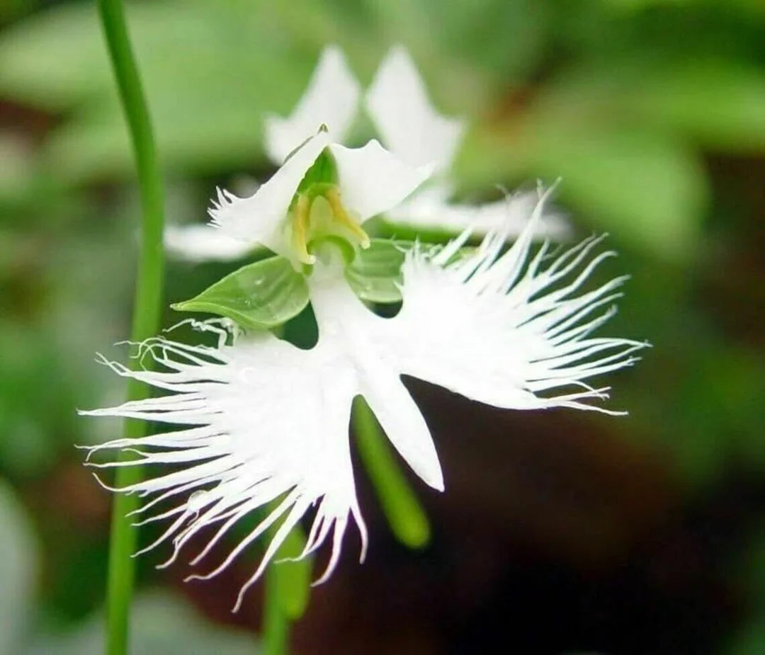 Radiata flower seeds