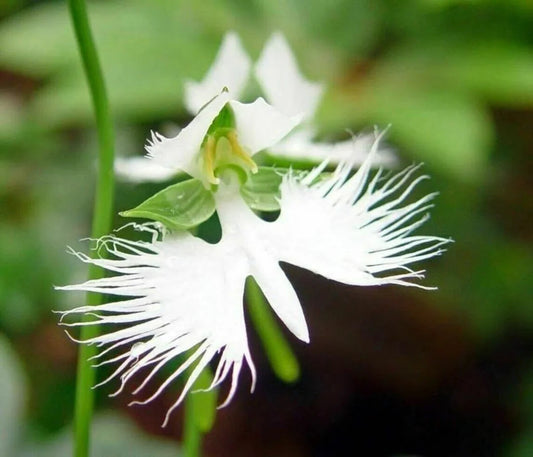 Radiata flower seeds