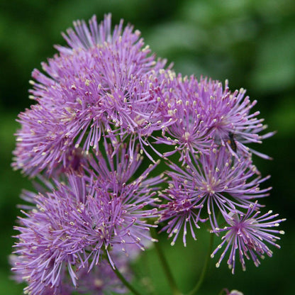 Aquilegifolium Meadow Rue plant