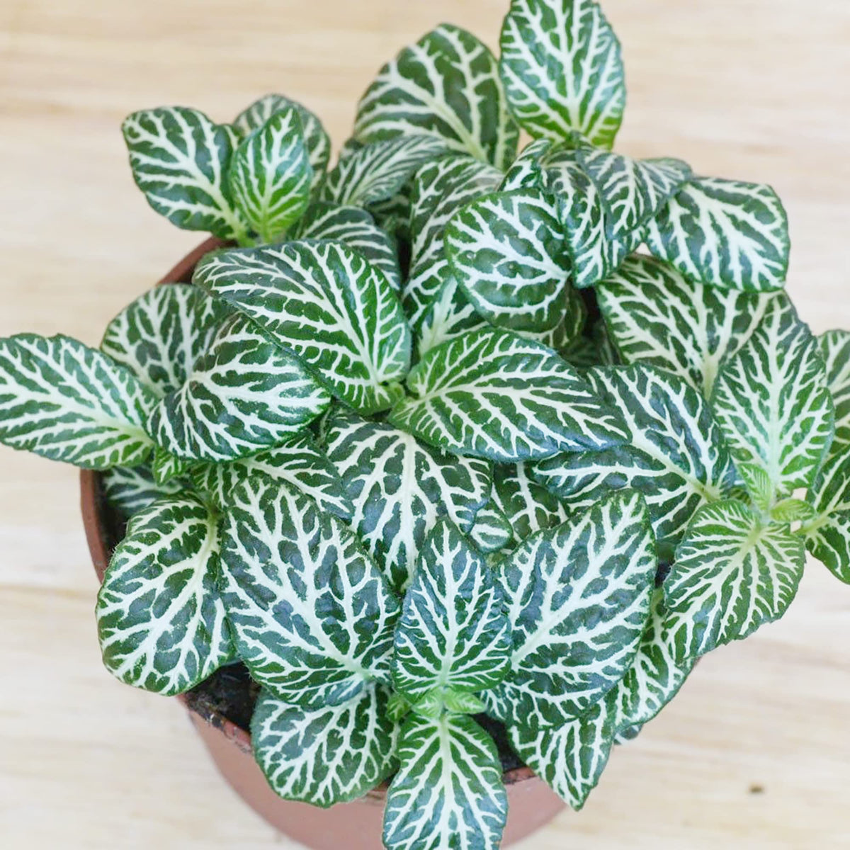 Albivenis Fittonia plant