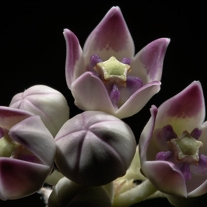 Milkweed Calotropis Gigantea plant